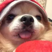 チャオくんの画像
