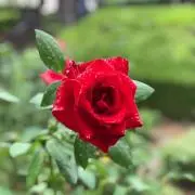 しゅみこ☆