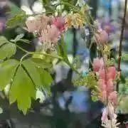 hanakoの画像