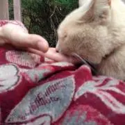 贈り物★翌日発送★プロフ必読★ねこまる