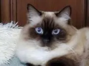 gato.e