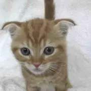 はるままの画像