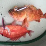 タカ