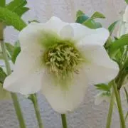 chibikko_rainbowの画像