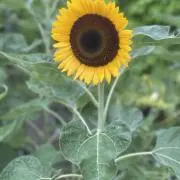 あかねの画像