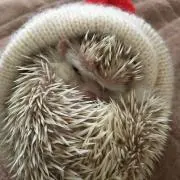 ちるるの画像