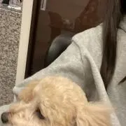 aの画像