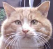 みきらでぃん