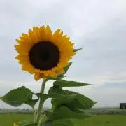 いっきゅー