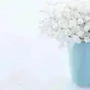 みか