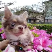 ふくまろの画像