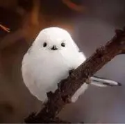 カナメの画像