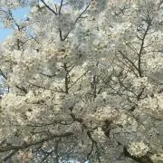 あたし