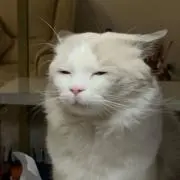 寝起き猫@5/31〜6/7発送一時停止中の画像
