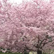 さくらさく