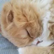 tomo（プロフ必読）