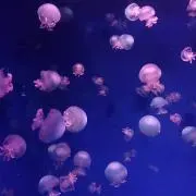 sachiの画像