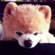 lemonの画像
