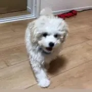 タンスノーイー( ᐪ꒳ᐪ )