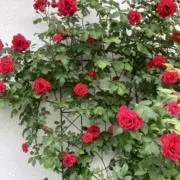 なみなみの画像