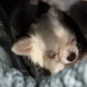 ☆の画像