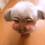 しい