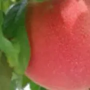 ももの画像