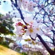 Aki ⭐️の画像