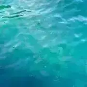 めたもんの画像