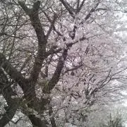みかん