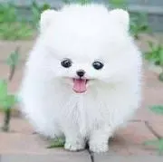 るちの画像