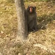 力丸
