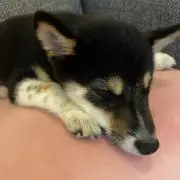 ゆき