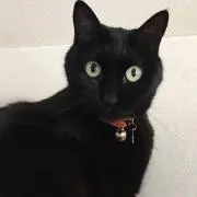 ニャンコ大先生の画像