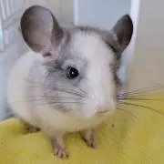 チンチラ