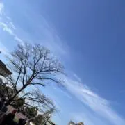 わかめ