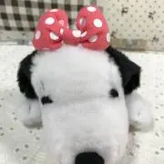 キャノーラの画像