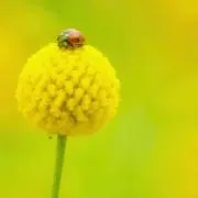 れもんの画像