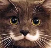 Queeenの画像