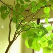 あんこ
