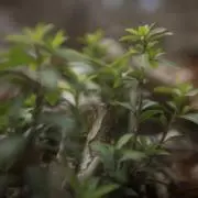 ワークスの画像