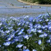 花　プロフィールご覧ください。の画像