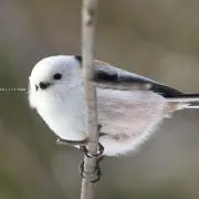 鶏子