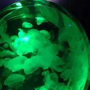 クラゲ☆の画像