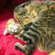 ちかぴ