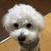 くーぷー