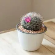 さぼ