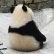 ササミサの画像