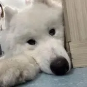 むくの画像