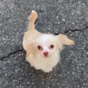 麗